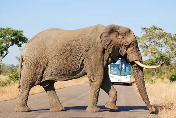 Kruger Park Sudáfrica Mayo Elefante Cruzando Una Carretera Frente Autobús —  Fotos de Stock