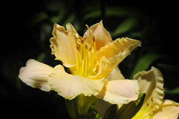 Daylily Uma Planta Flowering Género Hemerocallis Entusiastas Jardinando Horticulturalists Profissionais — Fotografia de Stock