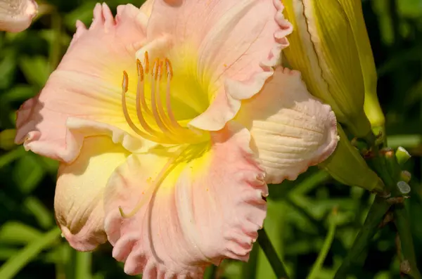 Een Daglelie Een Bloeiende Plant Van Het Geslacht Hemerocallis Tuinliefhebbers — Stockfoto