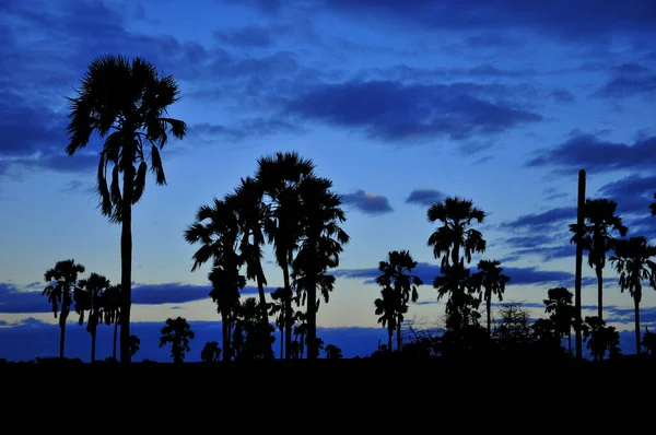 Palm forest silhouettes on blue sky in Tanzania, Africa