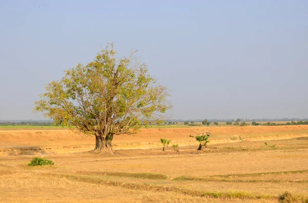 Paisagem Camboja Rural — Fotografia de Stock