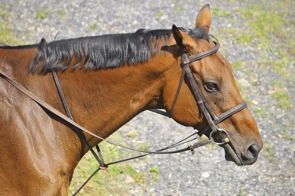 Bromont Canada Julho Cavaleiro Desconhecido Cavalo Durante 2012 Bromonte Internacional — Fotografia de Stock