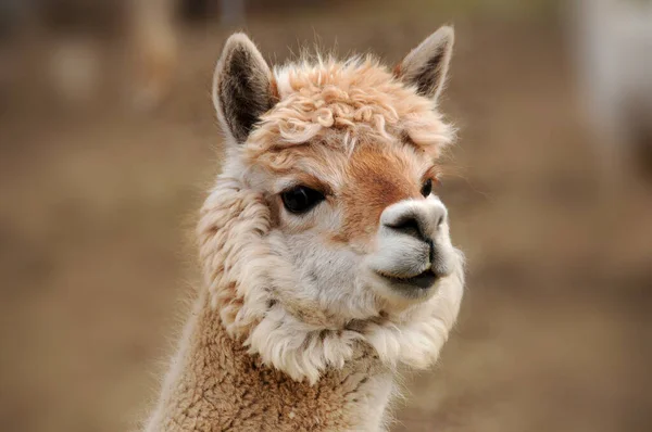 Alpaca Vicugna Pacos Domesticerad Art Sydamerikansk Kamelid Det Liknar Liten — Stockfoto