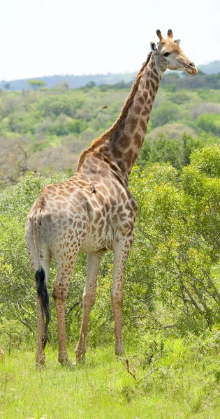 Zsiráf Giraffa Camelopardalis Hluhluwe Umfolozi Nemzeti Parkban Dél Afrika — Stock Fotó