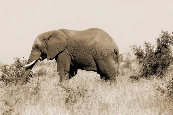 Ένας Ελέφαντας Στο Εθνικό Πάρκο Kruger Νότια Αφρική — Φωτογραφία Αρχείου