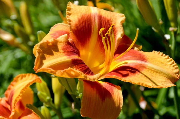 Eine Taglilie Ist Eine Blühende Pflanze Der Gattung Hemerocallis Gartenfreunde — Stockfoto