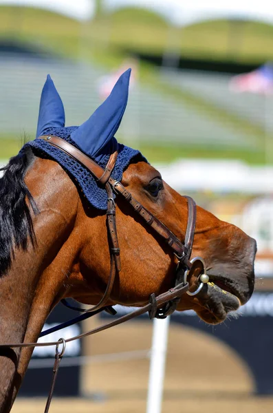 2012 Blmont Canada Jly Thoroughbred Horse Close 2012 International Bromont — 스톡 사진