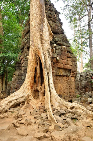 Prohm Det Moderna Namnet Ett Tempel Angkor Siem Reap Province — Stockfoto