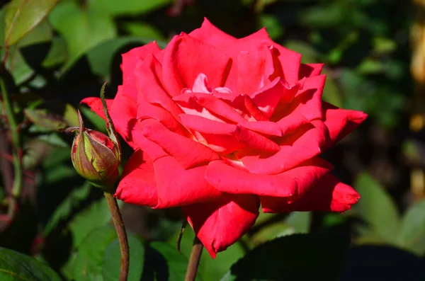 Gardening Roses Flowers Flora Botany — Stock Photo, Image