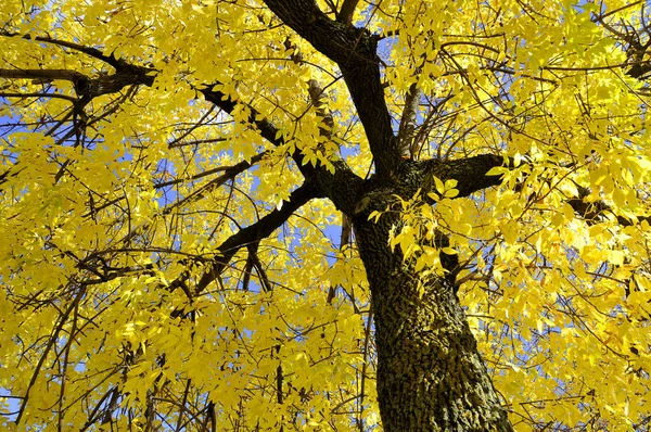 Hojas Amarillas Otoño Contra Cielo Azul — Foto de Stock