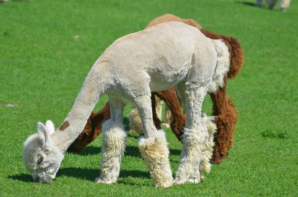 Alpaca Una Especie Camélido Sudamericano Asemeja Una Pequeña Llama Apariencia — Foto de Stock