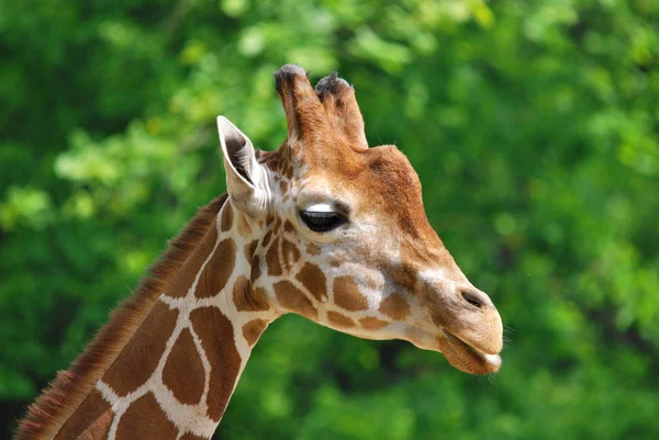 Girafe Giraffa Camelopardalis Est Mammifère Ongulé Doigts Pairs Africain Grand — Photo