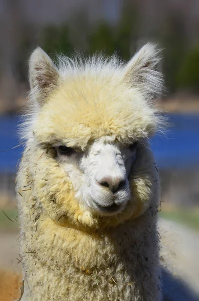 アルパカ Alpaca Vicugna Pacos 南米のラクダ科の家畜種である 見た目は小さなラマに似ています — ストック写真