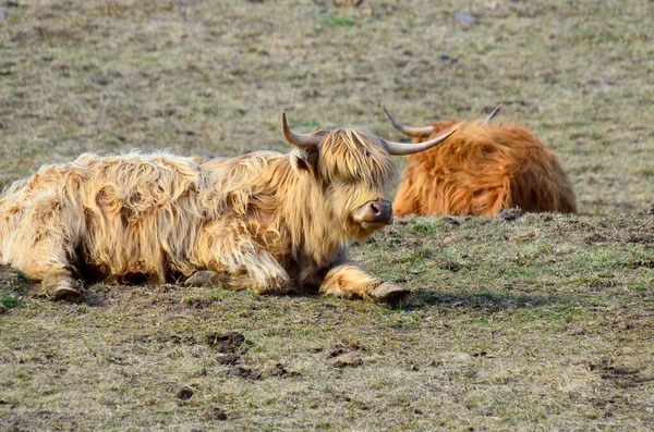 Skoçya Sığırları Uzun Boynuzları Uzun Dalgalı Paltoları Olan Siyah Kırmızı — Stok fotoğraf