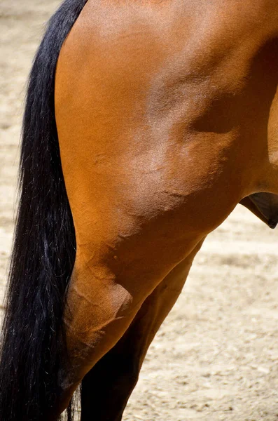 Horse Back Close — Stock Photo, Image