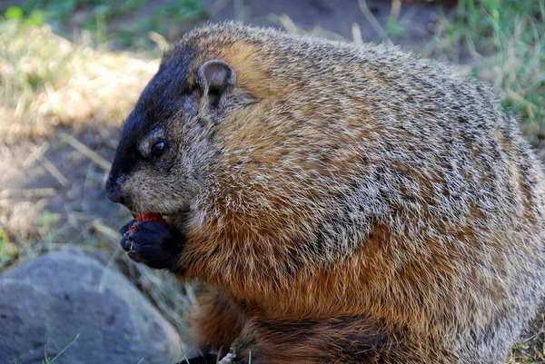 Marmots Eating Strawberry Park Jean Drapeau Montreal Canada — Stock Photo, Image