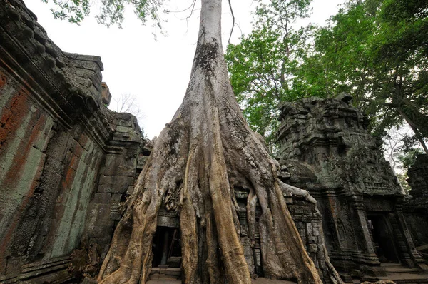 Prohm 캄보디아의 앙코르 Angkor 신전의 명칭이며 원래는 라자비하라 Rajavihara 앙코르 — 스톡 사진