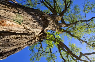 Ormanda bahar ağacı dalları