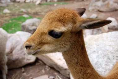 Vicuna, And Dağları 'nın yüksek dağlık bölgelerinde yaşayan guanaco ile birlikte iki vahşi Güney Amerika kamelyasından biridir..