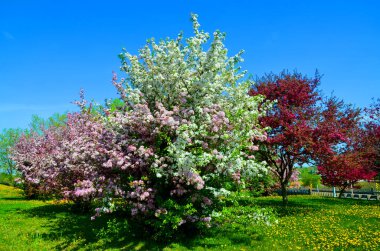 Bahar bahçesindeki güzel ağaçlar. Bromont Quebec, Kanada