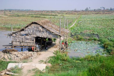 SIEM REAP CAMBODIA - 29 Mart 2013 tarihinde Siem Reap Kamboçya 'da lotus tarlası yakınında küçük bir çiftlik. Bu zarif çiçekli su bitkisi, antik çağlardan beri yetişmiş.