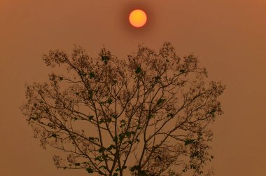 Turuncu gün batımı ve ağaç dalları