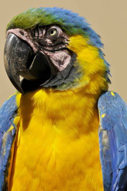 Mavi ve Sarı Macaw (ayrıca 