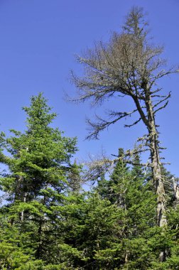 Kış arifesinde Avrupa ormanı. Son güneşli günlerde. Bitkiler, ağaçlar ve nadir otlar