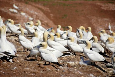 Kanada, Quebec Bonaventure Adası açıklarında güneşlenen kuzey sümsük kuşları kolonisi. Kuzey sümsük kuşu (