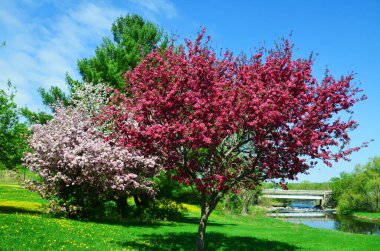 Bahar zamanı Japon bahçesi.