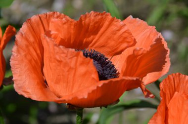 Haşhaş, Papaveroideae familyasının Papaveroideae alt familyasından bir bitki türü. Gelincikler otçul bitkilerdir, genellikle renkli çiçekleri için yetiştirilirler.. 