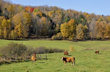 İnekler otlar, çiftlik hayvanları sonbahar manzarasında ağaçlar ve mavi gökyüzü.