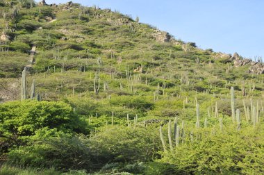 Aruba Adası 'ndaki kaktüs manzarası güzelmiş.