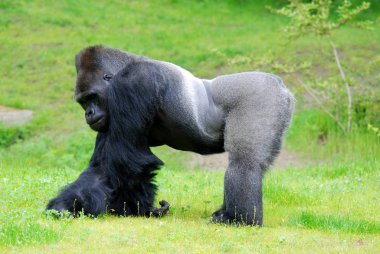 Goriller var olan en büyük primat türüdür. Onlar, Orta Afrika ormanlarında yaşayan, çoğunlukla otobur maymunlardır..