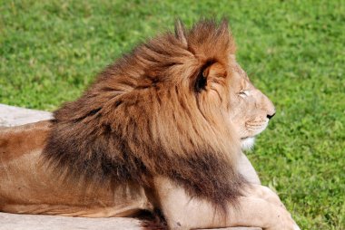 Aslan, Panthera cinsindeki dört büyük kediden biridir ve Felidae familyasının bir üyesidir. Bazı erkekler 250 kg ağırlığı aşınca kaplandan sonra yaşayan en büyük ikinci kedidir.. 