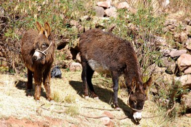 Titicaca lake Peru Donkey or ass (Equus africanus asinus) is a domesticated member of the horse family, Equidae. The wild ancestor of the donkey is the African wild ass