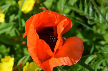 Haşhaş, Papaveroideae familyasının Papaveroideae alt familyasından bir bitki türü. Gelincikler otçul bitkilerdir, genellikle renkli çiçekleri için yetiştirilirler.. 