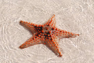 Zanzibar, Tanzanya denizyıldızı veya deniz yıldızları Asteroidea sınıfına ait ekodermlerdir. 