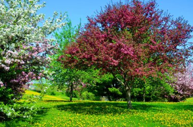 Bahar bahçesindeki güzel ağaçlar. Bromont Quebec, Kanada