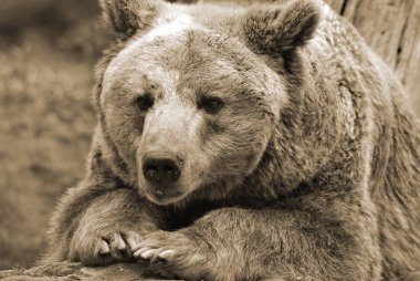 Boz ayı, ya da boz ayı olarak da bilinen, genellikle Kuzey Amerika 'nın batısındaki dağlarda yaşayan kahverengi ayıların bir alt türüdür.. 