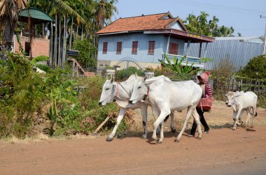KAMPONG THUM CAMBODIA - 26 Mart 2013 'te Kampong Thum Kamboçya' da inekleriyle yolda yürüyen kadın. Pirinç tarımı çok yoğun bir işgücü gerektirir ve tarlaları sürmek için ineklere ihtiyaç duyar..