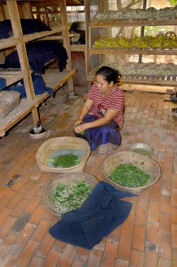 LUANG PRABANG LAOS - 2 Nisan 2013 'te Luang Prabang Laos' ta tanımlanamayan bir kadın ipek böceği besliyor. Lao 'nun başarılı bir el yapımı ipek kumaş sektörü var. Bu da güçlü dokuma geleneğini yansıtıyor.