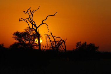 Güney Afrika Kruger Parkı 'nda gün batımı