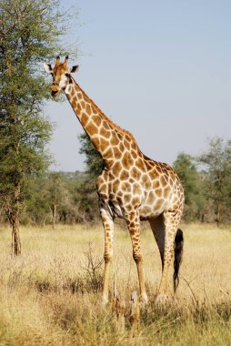 Güney Afrika Kruger Park 'ında zürafa.