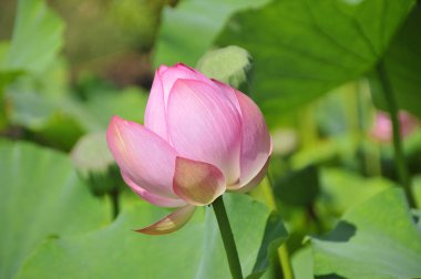 Frangipani, Plumeria, Tapınak Ağacı, Mezarlık Ağacı
