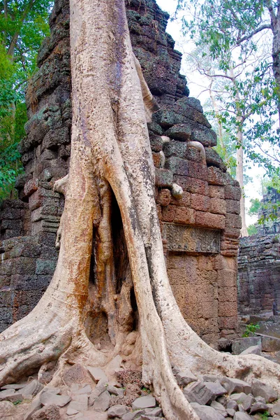 Prohm是柬埔寨暹粒省吴哥一座庙宇的现代名称 原名Rajavihara 它位于吴哥窟以东一公里处 由高棉国王贾瓦曼七世创建 — 图库照片