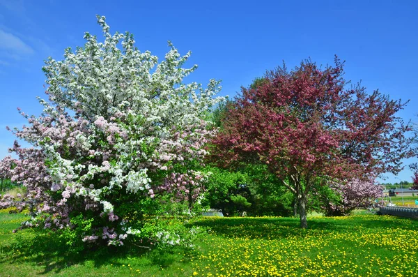Jardim Japonês Primavera — Fotografia de Stock