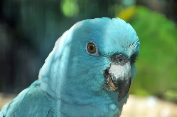 Close Blue Parrot Close — Stock Photo, Image