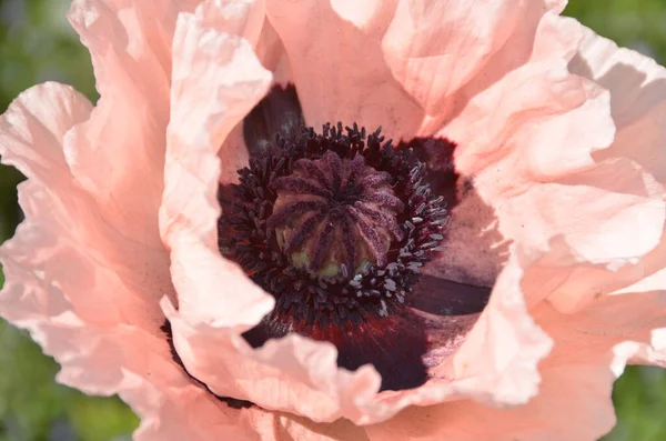 Vallmo Blommande Växt Underfamiljen Papaveroideae Familjen Papaveraceae Vallmo Örtartade Växter — Stockfoto