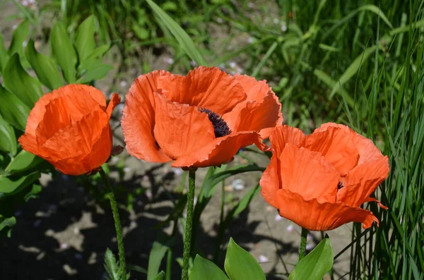 Papaveroideae Uma Espécie Planta Com Flor Pertencente Família Papaveraceae Papoilas — Fotografia de Stock